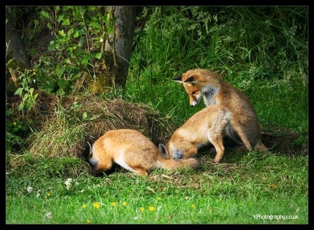 Do you see anything? - three foxes, trees, burrow, hunting, searching, grass, forest, digging