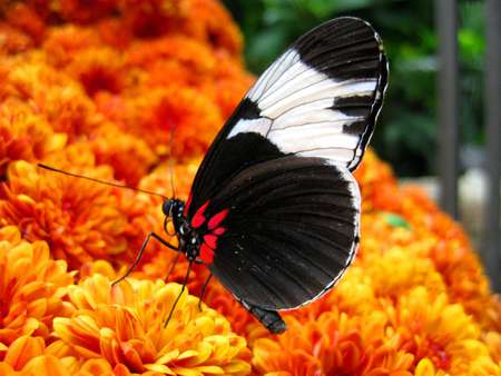 Colorful meal - red black and white, butterfly, attraction, orange flowers