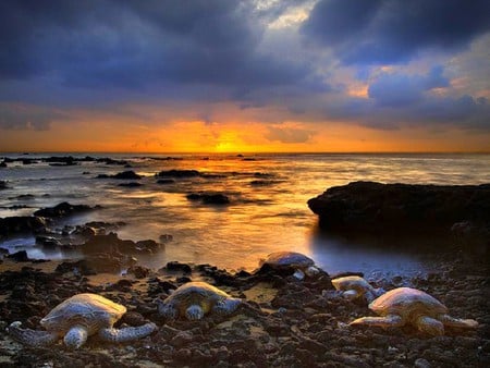 Hawaiian Turtle Sunset - turtle, picture, beautiful, sunset, hawaiian