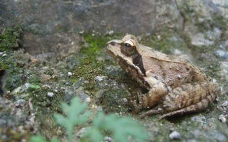 witche's curse - animal, nature, frog, rocks