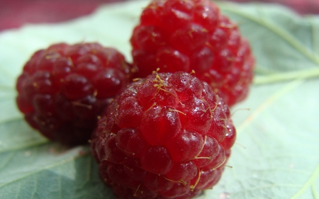 Raspberry Delight - berries, nature, breakfast, fruit, leaf