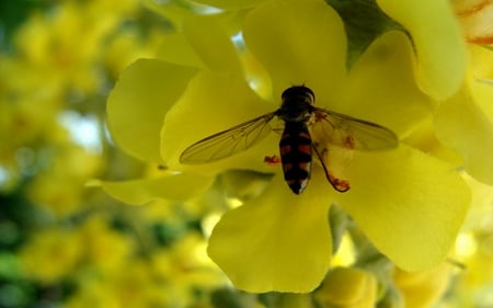 Luscious Nectar - nature, bee, yellow, garden, flower