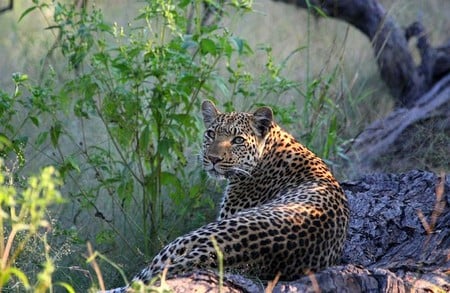 Leopard - leopard, picture, cool, beautiful