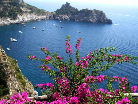 Sulla-grotta-dello-Smeraldo - nature, pink, cliff, flowers, sea