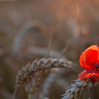 Lost Poppy