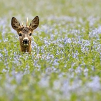 Deer in Grass