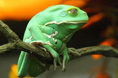 Waxy-Monkey-Tree-Frog - waxy-monkey, picture, cool, tree-frog