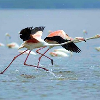 Running Flamingos