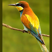 Colorful Bird