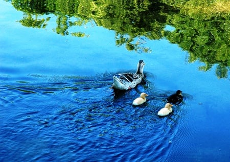 Going home - nature, photography, lake, forest, ducks