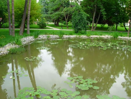 Lake - abstract, lilies, nature, photography, romania, lakes