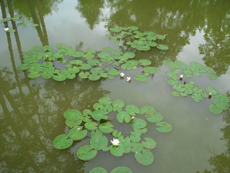 Lilies - abstract, lilies, nature, photography, romania, lakes