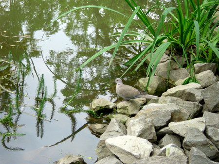 Dove - abstract, birds, lilies, romania, photography, dove, nature, lakes, animals