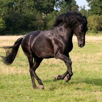 Black Stallion in the Meadow