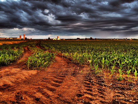 The corn is as high as an elephants eye - corn, gorgeous, sky, fields