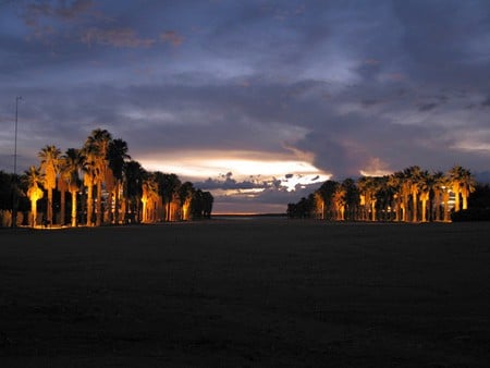 Palm-Alley-at-Night-Namibia - picture, cool, palm-alley, namibia, at-night