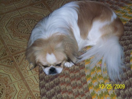 my grandmas pekingese - cute, pekinkese, puppy, romeo