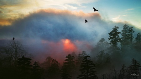 Misty Sunrise - sky, trees, clouds, sunrise, widescreen, birds