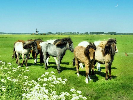 Horses of Iceland - horses, herd, hardy, iceland, wild, small, grass