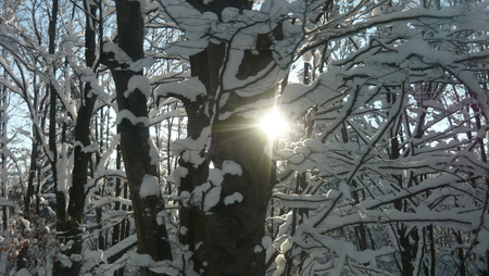 winter-smile - white, snow, sun, winter, tree