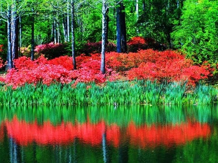 Floral mirrors - forest, water, reflections, trees, red flowers, green