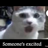 Shocked and Appalled cat