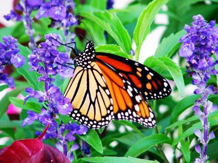 Back yard visitor - garden, purple, butterfly, monarch, flowers, orange black white