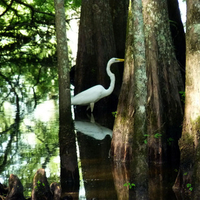 Egret in cypress swamp