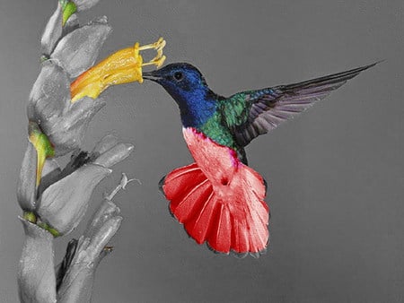 hummer - humming, red, blue, colors, flower yellow, birds