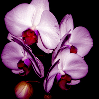 Orchid