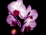 Orchid