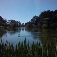 Lake in Golden Gate Park