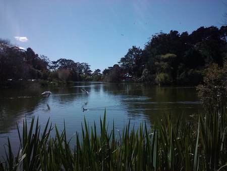 Lake in Golden Gate Park - lake, san francisco, wildlife, california