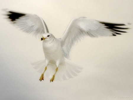 Flying Dove - white, animals, beautiful, dove, birds