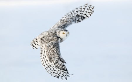 Snowy Owl - owl, birds, white, snowy owl, animals