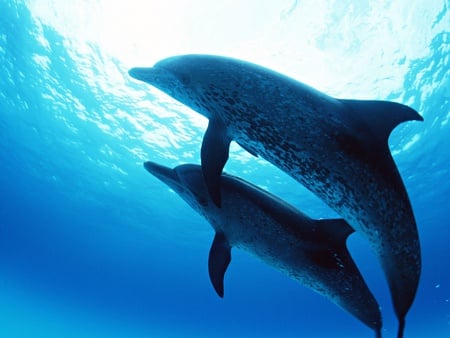 Dolphins - oceans, dolphins, blue, animals