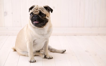 Sitting Pug - white, animals, dogs, cute, pug