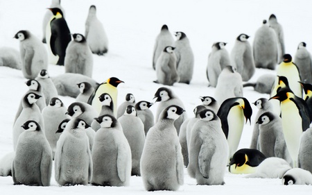 Penguins - birds, white, penguins, snow, animals