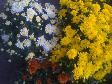 Three Color Flowers - flowers, white, nature, yellow, burgundy, color