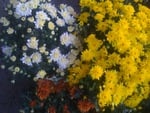 Three Color Flowers