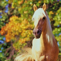 Stallion of gold