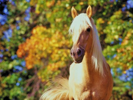 Stallion of gold - gold and white, palamino, autumn, horse, tree