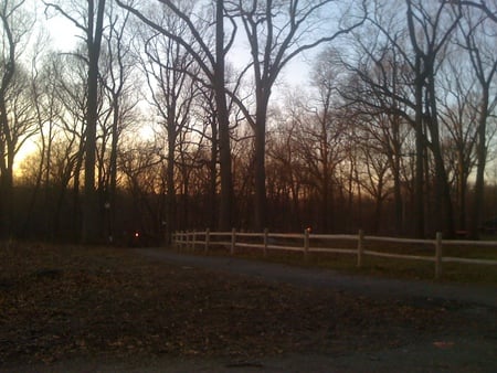 Twilight Forest - forest, dark, trees, nature, twilight