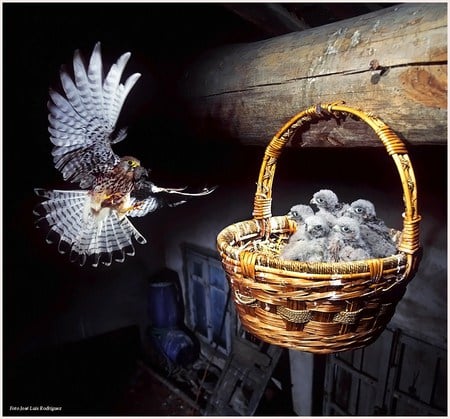 Baby basket - nest, hawk, chicks, hungry, mother, hanging basket, wood