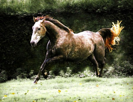 Free to be - free, trees, brown and white, galloping, horse