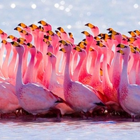 Pink Flamingos