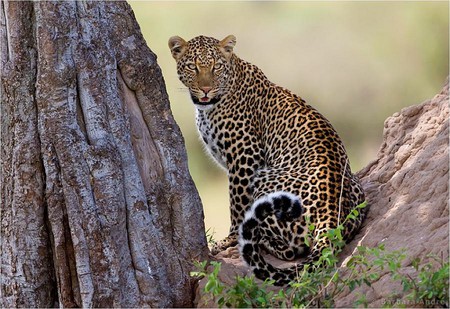 Leopard on Tree - on tree, picture, leopard, beautiful