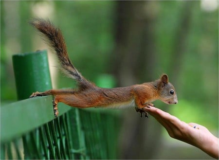 Squirrel - picture, cool, squirrel, beautiful