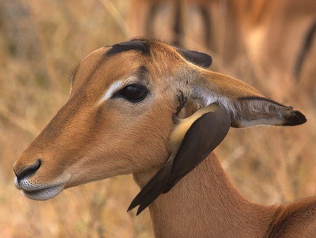 Whisper in Ear - bird, cool, picture, deer, help