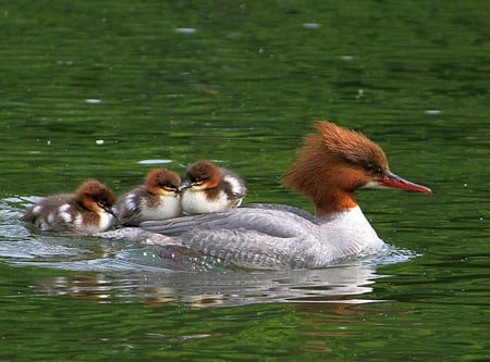 Duck w Chicks - beautiful, chicks, duck, picture